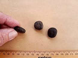 Image result for Mucuna gigantea