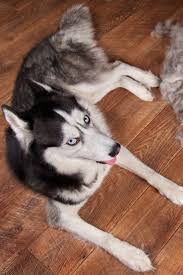 Concept Annual Molt Coat Shedding Moulting Dogs Siberian Husky Lies On Wooden Floor Next To Piles Wool And Red Rakers Brush Husky Siberian Husky Husky Dogs