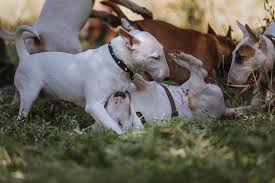 Xxl pitbull pups for sale. Mini Bull Terrier Facts And Beyond Biology Dictionary
