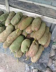 Tanaman ini berasal dari semenanjung malaya, dan menyebar luas mulai dari wilayah tenasserim di burma, thailand. Ini Buah Cempedak Yaa Bukan Nangka Rumah Durian Alfa Facebook