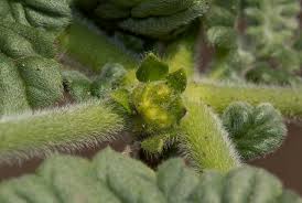 Image result for Coldenia procumbens