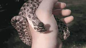Animals Snake Hat Snakes With Hats Cute Snake Hognose Snake