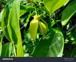 Image result for Artabotrys hexapetalus