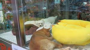 Main street pets corner grocery supermarket is great fun for kids of all ages, especially those that love to shop and run. Wangjiao Pet Street Hongkong Aktuelle 2021 Lohnt Es Sich Mit Fotos