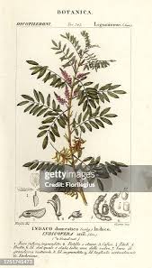 Image result for Indigofera schimperi