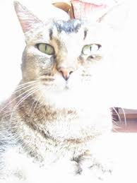 Zwei besondere schwerpunkte haben sich gebildet: Timmy Du Warst Mein Herzenskater