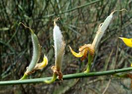 Image result for Aptosimum junceum