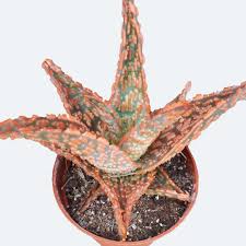 Image result for Aloe zebrina