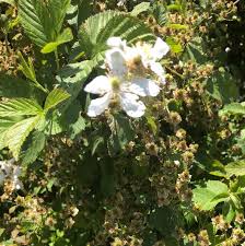 We did not find results for: Rubus Allegheniensis Allegheny Blackberry Blackberry Common Blackberry Dewberry Graves Blackberry North Carolina Extension Gardener Plant Toolbox