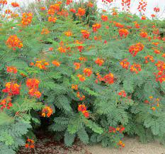 The Botanical Name For Red Bird Of Paradise Is Caesalpinia Pulcherrima It Is A Species In The Fabacea Birds Of Paradise Plant Paradise Plant Bushes And Shrubs