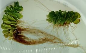 Image result for Salvinia hastata