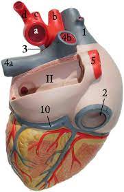 We did not find results for: Heart Model Posterior View Go To Anterior View Apex Right Auricle Ligamentum Arteriosum Ascending Aorta Aortic Arch Brachiocephalic Artery Left Common Carotid Right Pulmonary Veins Left Subclavian Artery Left Pulmonary Artery Right Pulmonary Artery
