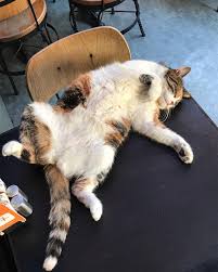 Watch The Best Youtube Videos Online Napping Kedi Cat Cats K Catsofinstagram Dog Pek Catstagram Of Catlover Pet Cats Of Instagram Cat S Kittens