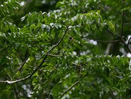 Image result for Clausena anisata
