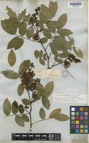 Image result for Combretum coriifolium