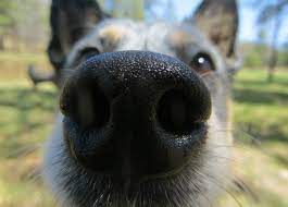 Why Is My Dog S Nose Dry American Kennel Club
