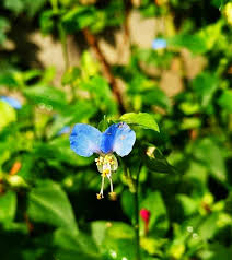 Image result for Commelina