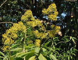 Image result for Solanecio