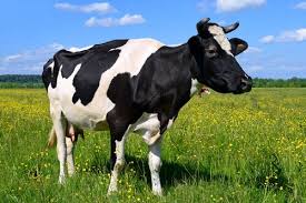 10 animales herbívoros — Mis animales