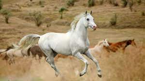 Bei uns können sie hintergrundbilder und hochauflösende fotos zum thema „mustang pferd kostenlos herunterladen. Blog Mustangs Usa Massentotungen Natucate
