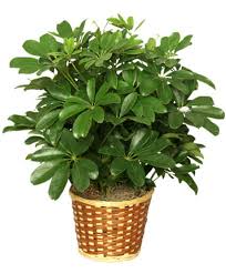 Image result for Schefflera