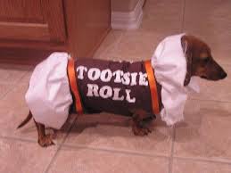 Pin By Lydia On Try Not To Smile Dog Halloween Dog Halloween Costumes Weiner Dog