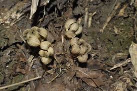 Image result for Gastrodia rwandensis