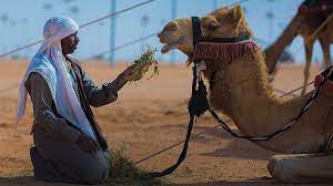 The symbols located on a masonic ring include the masonic square, a compass, and sometimes the letter g. Camel Beauty Competitions Turn Ugly Amid Scandal Pm360