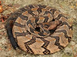 Dreamstime is the world`s largest stock photography community. How To Identify Dangerous Snakes Snake Identification