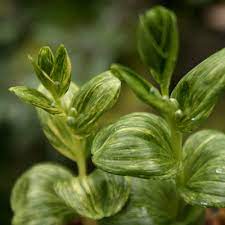 Deep shade is not really advised. Plant Encyclopedia Phoenix Perennials And Specialty Plants