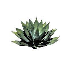 Png Plant By Moonglowlilly On Deviantart Landscape Sketch Photoshop Trendy Plants