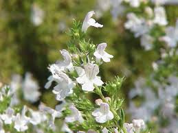 Image result for Clinopodium vernayanum