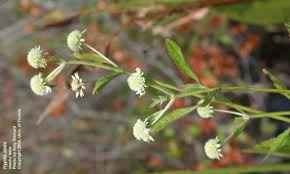 Image result for Hyptis