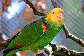 Pin On Aves Exoticas