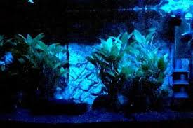 Check spelling or type a new query. Aquarium Mondlicht Test 3 Modelle Im Vergleich