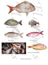 The Treasure House Of Recipes Flavours Confused Over Fish Names Over Fish Fish How To Cook Fish