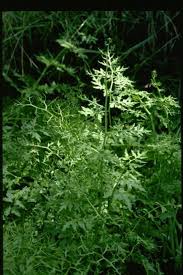 Image result for Parkeriaceae