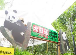 Here you will find high quality dishes ranging from malay, japanese and chinese cuisines through to american and italian. Giant Pandas Singapore Zoo Kai Kai And Jia Jia The Wacky Duo Singapore Family Lifestyle Travel Website