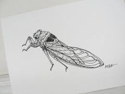 Black And White Insect Drawings Cicada Original Art Ink Drawing Cicada Art Black And White Insect Drawing Nature Art Illustration 5 X 7 Art Ink Ink Drawing Cicada Art