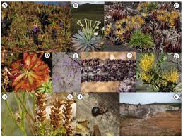 Image result for Velloziaceae