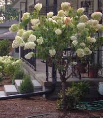 Grow this in a balcony, patio, rooftop, even on a windowsill. Limelight Hydrangea Tree Limelight Hydrangea Hydrangea Tree Limelight Hydrangea Tree