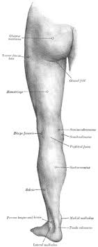 Originates from the soleal line of the tibia and proximal fibular area. Hamstring Wikipedia