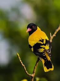 Birds That Look Like Orioles Black Hooded Oriole Oriolus Xanthornus India In 2020 Mythical Birds Beautiful Birds Pretty Birds