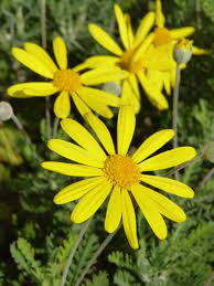 Another common symptom is leaves that turn yellow, while their veins remain green. Yellow Aster Flower Free Image Peakpx
