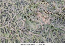 Image result for Thalassia hemprichii
