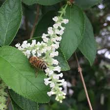 Image result for Lannea virgata