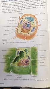 Coelenterates are hollow and tubular and their cells are much more specialized than sponges. Bicentennial Math On Twitter Grade 9 Science Homework Have Both Plant And Animal Cell Drawn Labeled And Shaded For The Next Class 902 Friday 901 Wednesday Https T Co 5bdzvriw75