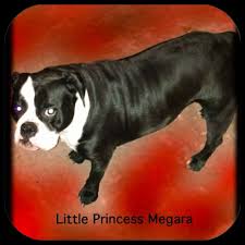 Search listings for french bulldog and other items on ksl classifieds. Olde English Bulldogges In Oregon One Of A Kind Bulldogs