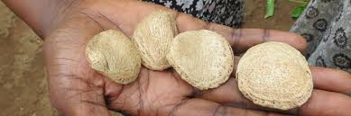 Image result for Telfairia pedata