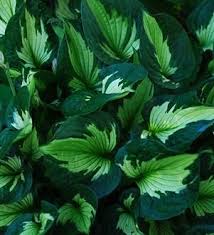 Hosta Whirl Wind In Full Shade Garten Pflanzen Hosta Pflanzen Pflanzen
